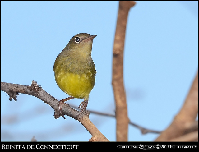 Cabo Rojo | Reinita de Connecticut