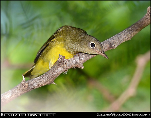 Connecticut | Reinita de Connecticut