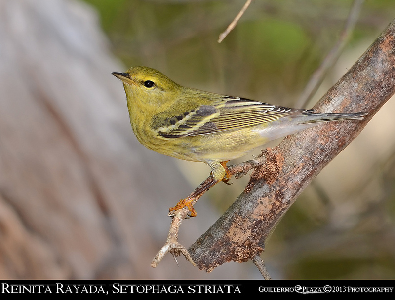 Pitahaya, Cabo Rojo, PR | Reinita Rayada