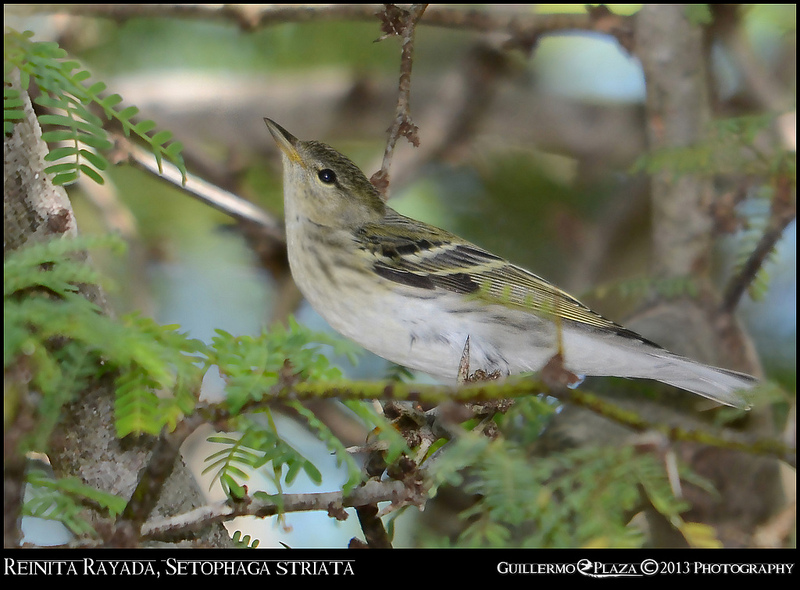 Pitahaya, Cabo Rojo, PR | Reinita Rayada