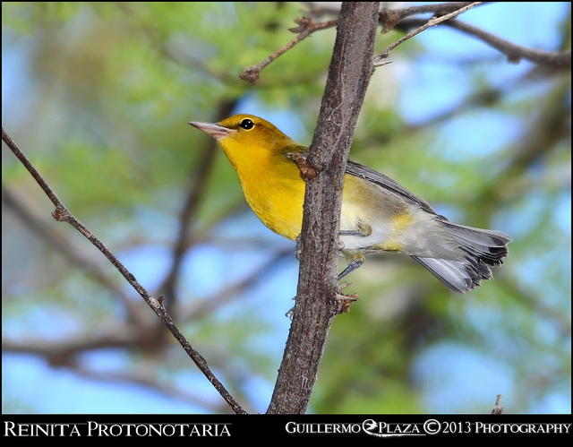 Cabo Rojo | Reinita Protonotaria