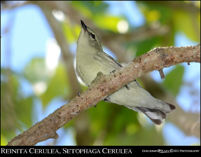 Tomada en Guaniquilla | Reinita Cerúlea