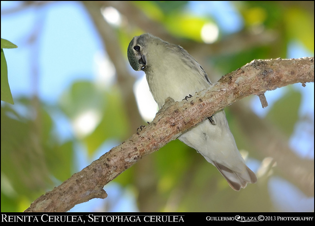 Tomada en Guaniquilla | Reinita Cerúlea
