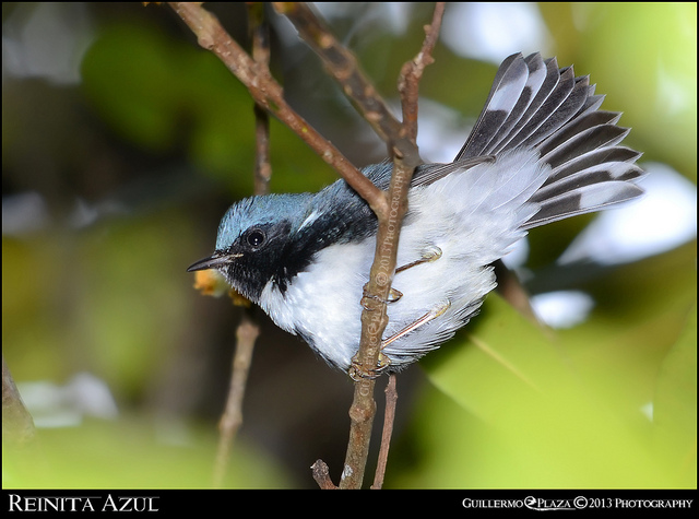 Reinita Azul | Reinita Azul