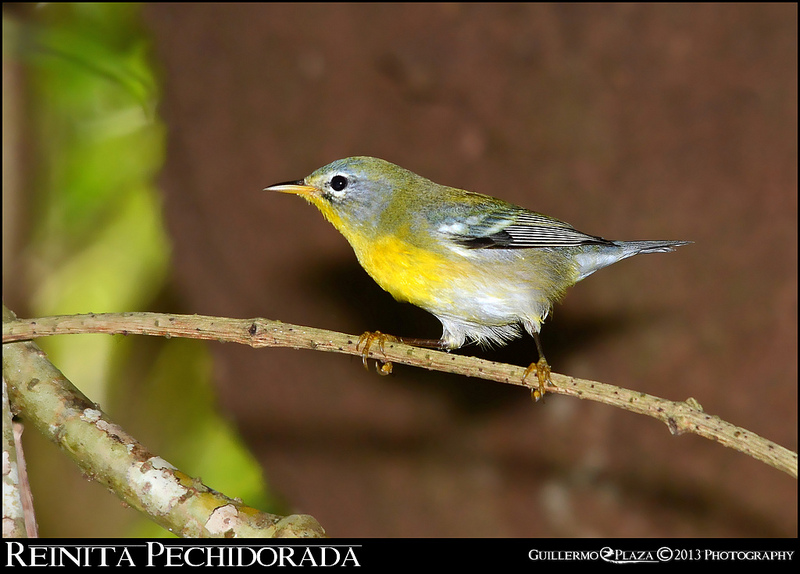 Bosque de Aguirre | Reinita Pechidorada