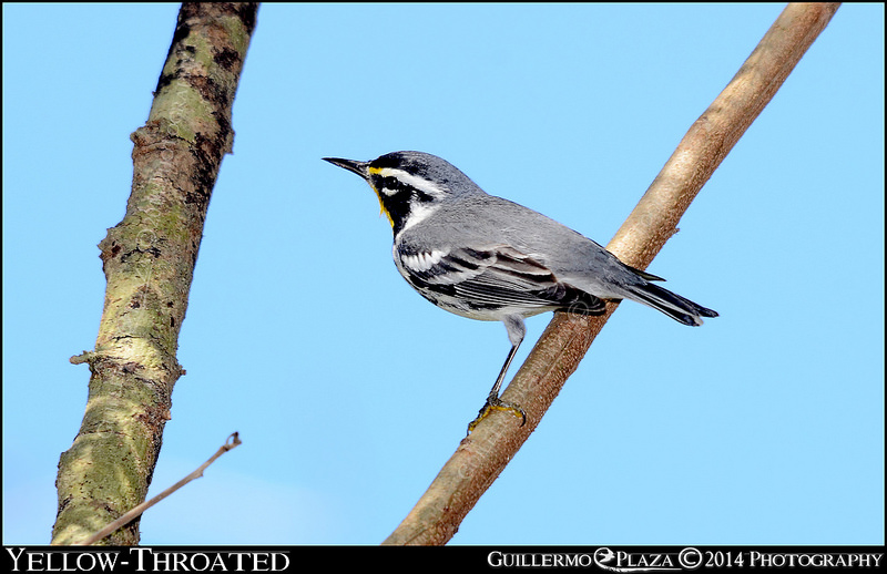 Camuy, PR | Reinita Gargantiamarilla