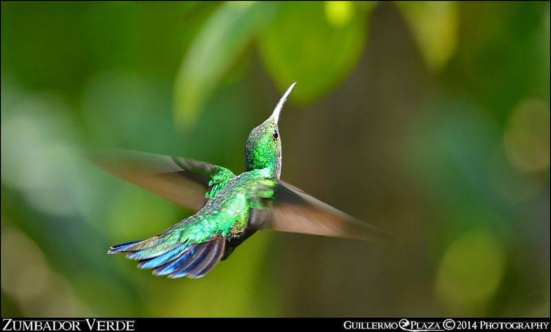 Utuado, PR | Zumbador Verde