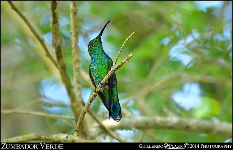 Utuado, PR | Zumbador Verde
