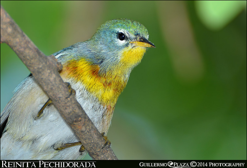 Paseo la Princesa, San Juan, PR | Reinita Pechidorada
