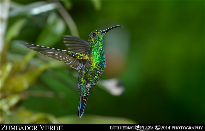 Mayaguez, PR | Zumbador Verde