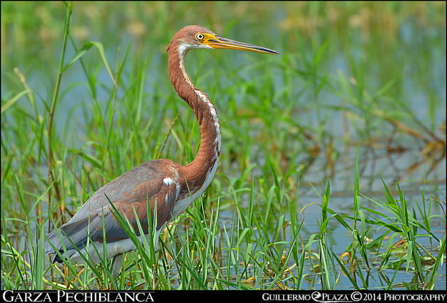 Refugio Alameda, Cabo Rojo, PR | Garza Pechiblanca