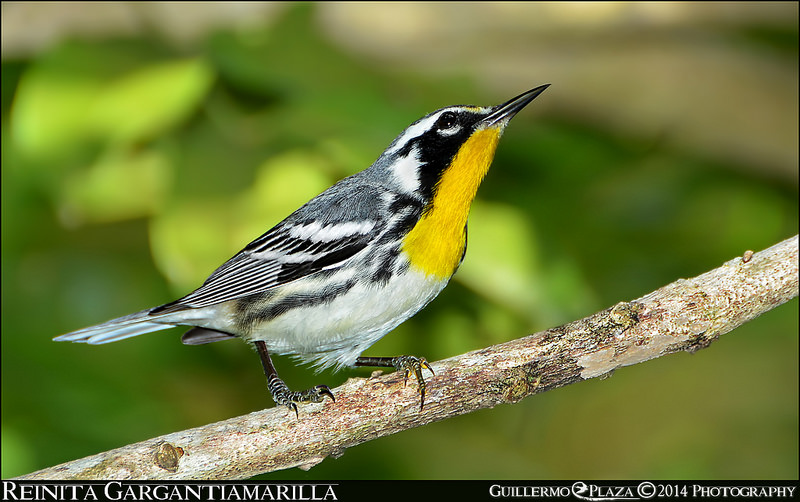 Lago Toa Vaca, Villalba, PR | Reinita Gargantiamarilla