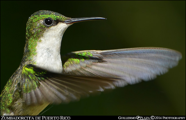 Ponce, PR | Zumbadorcito de Puerto Rico