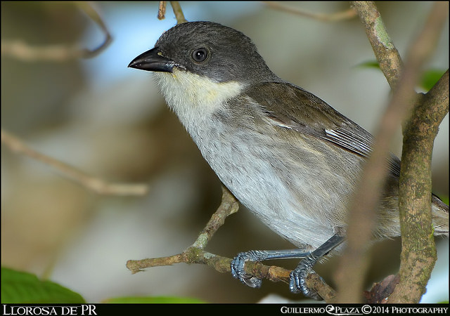 Carite, Puerto Rico | Llorosa