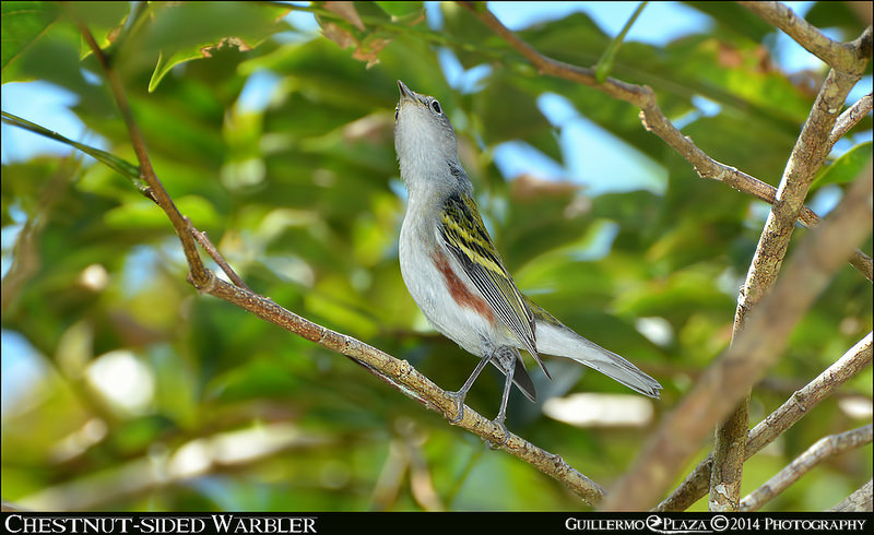 Carite, Puerto Rico | Reinita Flanquicastaña