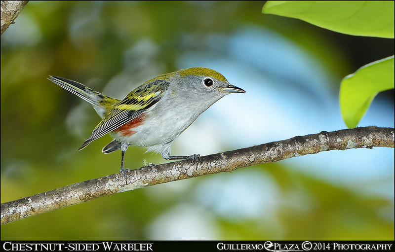 Carite, Puerto Rico | Reinita Flanquicastaña