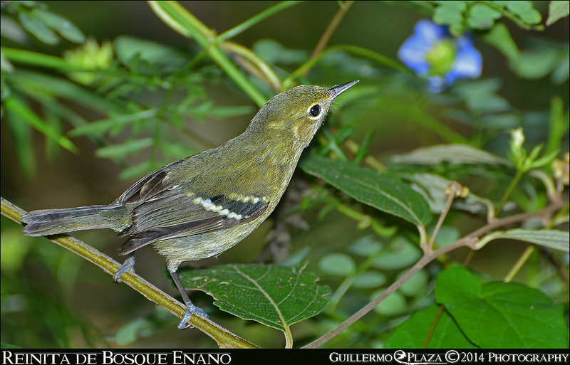 Maricao, PR | Reinita de Bosque Enano