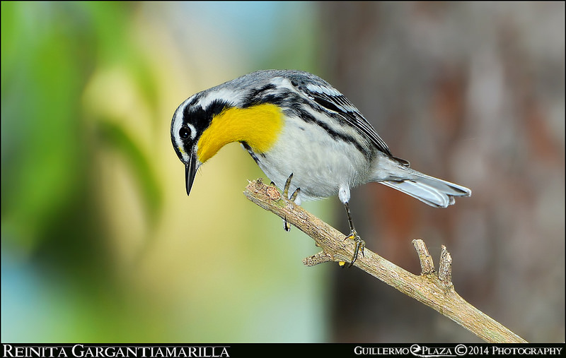 Lago Toa Vaca, Villalba, PR | Reinita Gargantiamarilla