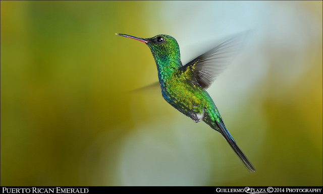 Ponce, PR | Zumbadorcito de Puerto Rico