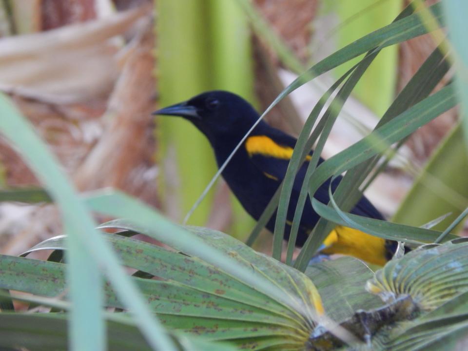 Calandria, Bo. Beatriz, Cidra | Calandria