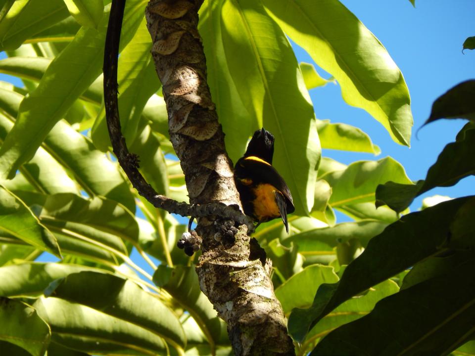Calandria, Bo. Beatriz, Cidra | Calandria