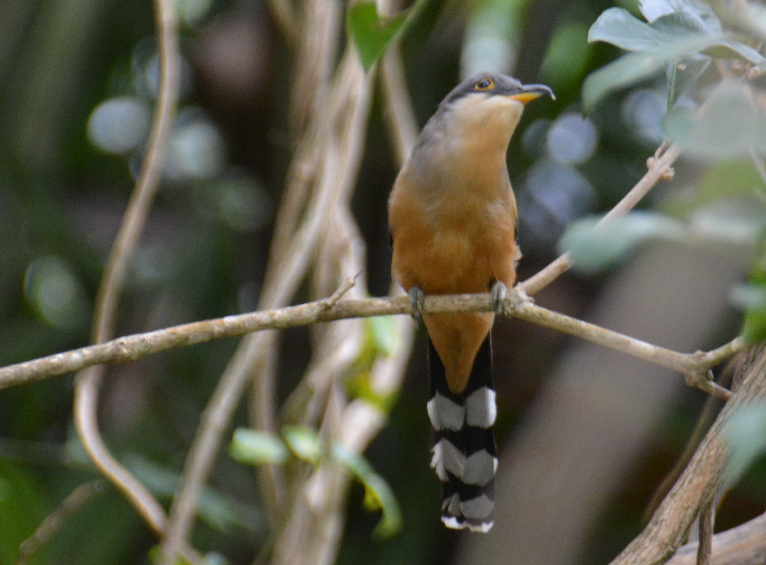 Tortuguero - Manatí | Pájaro Bobo Menor