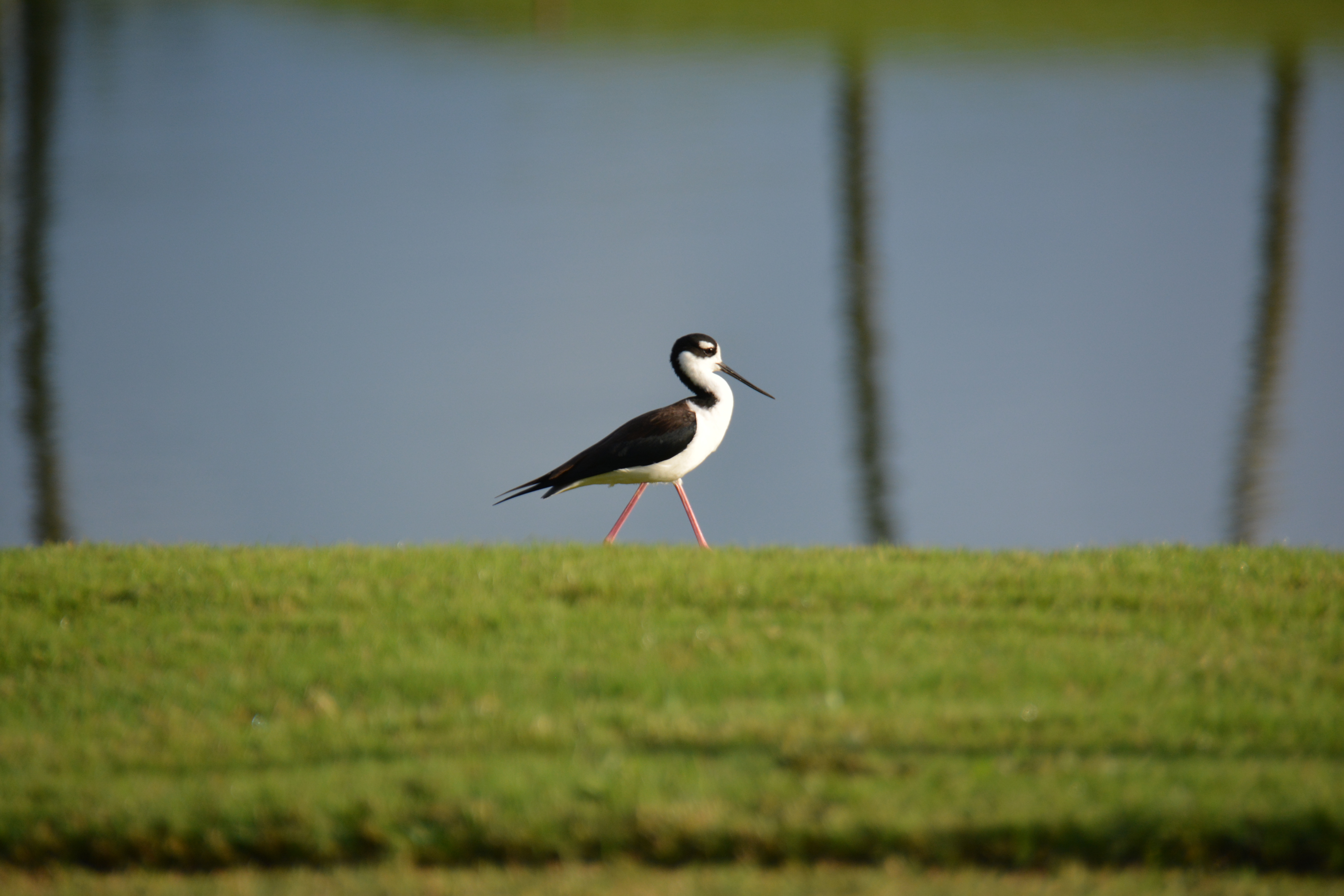 Plantation Sugarcane Golf Course, Dorado | Viuda