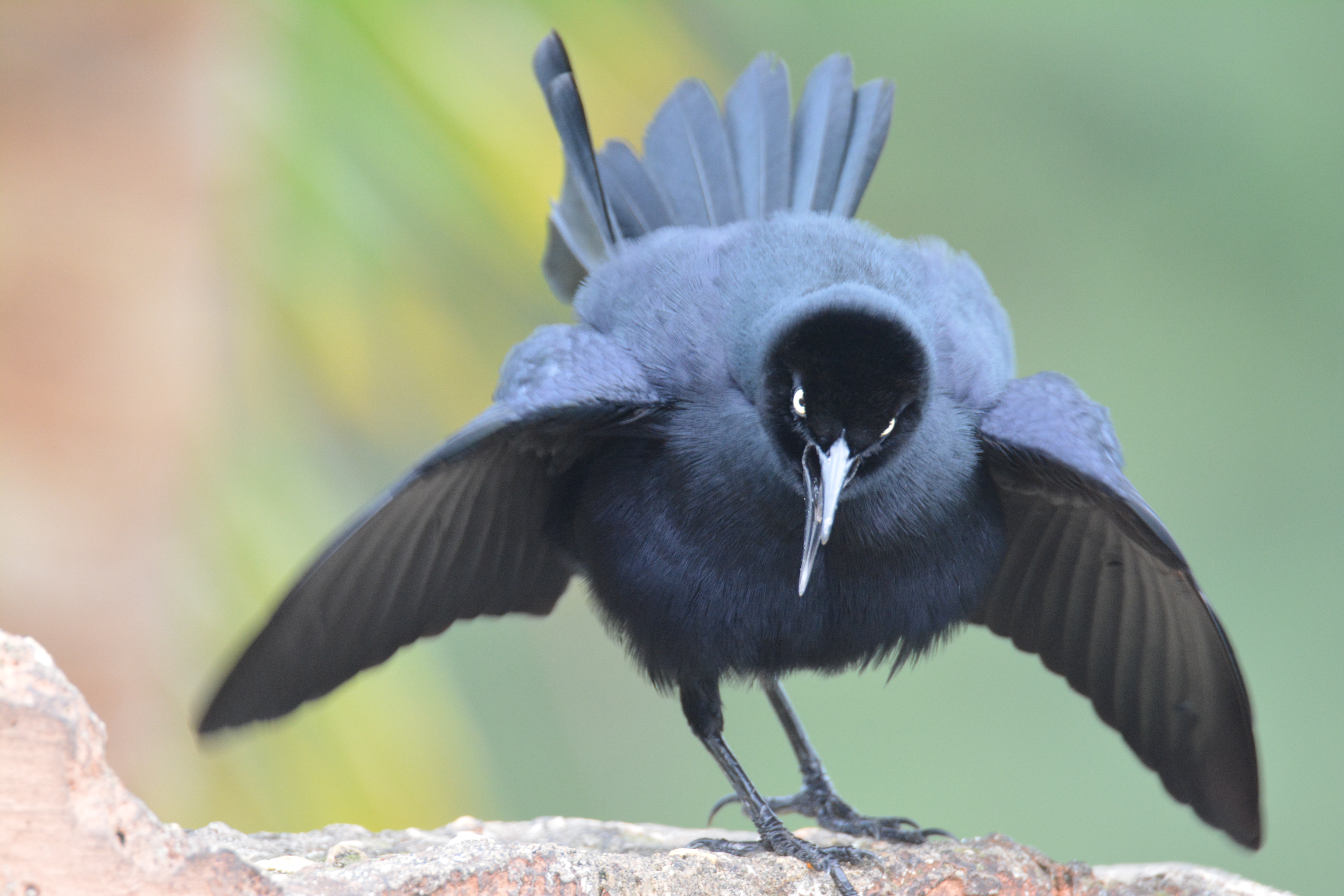 Boca Rio Manatà | Mozambique
