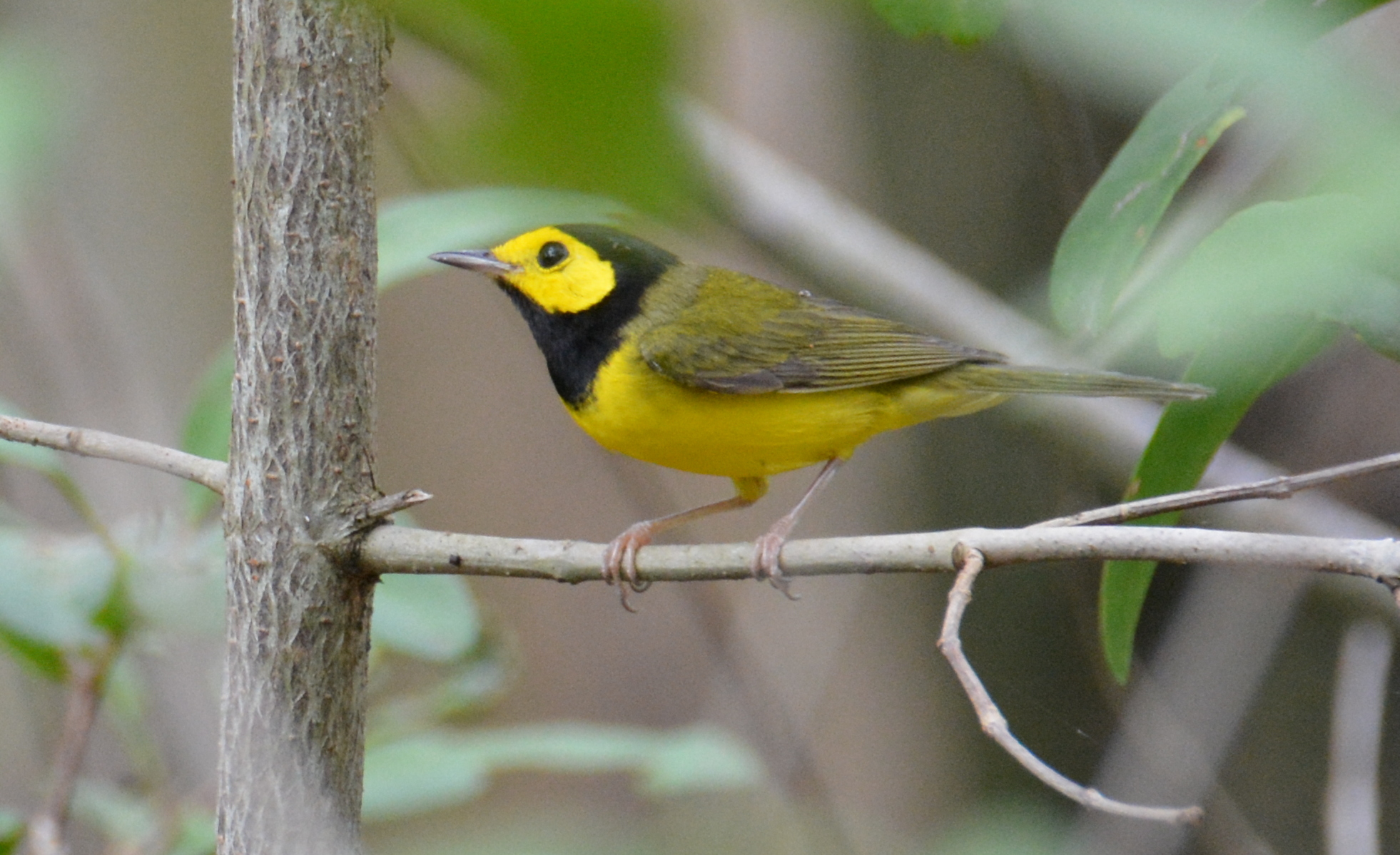 Bosque Aguirre, Guayama | Reinita Encapuchada