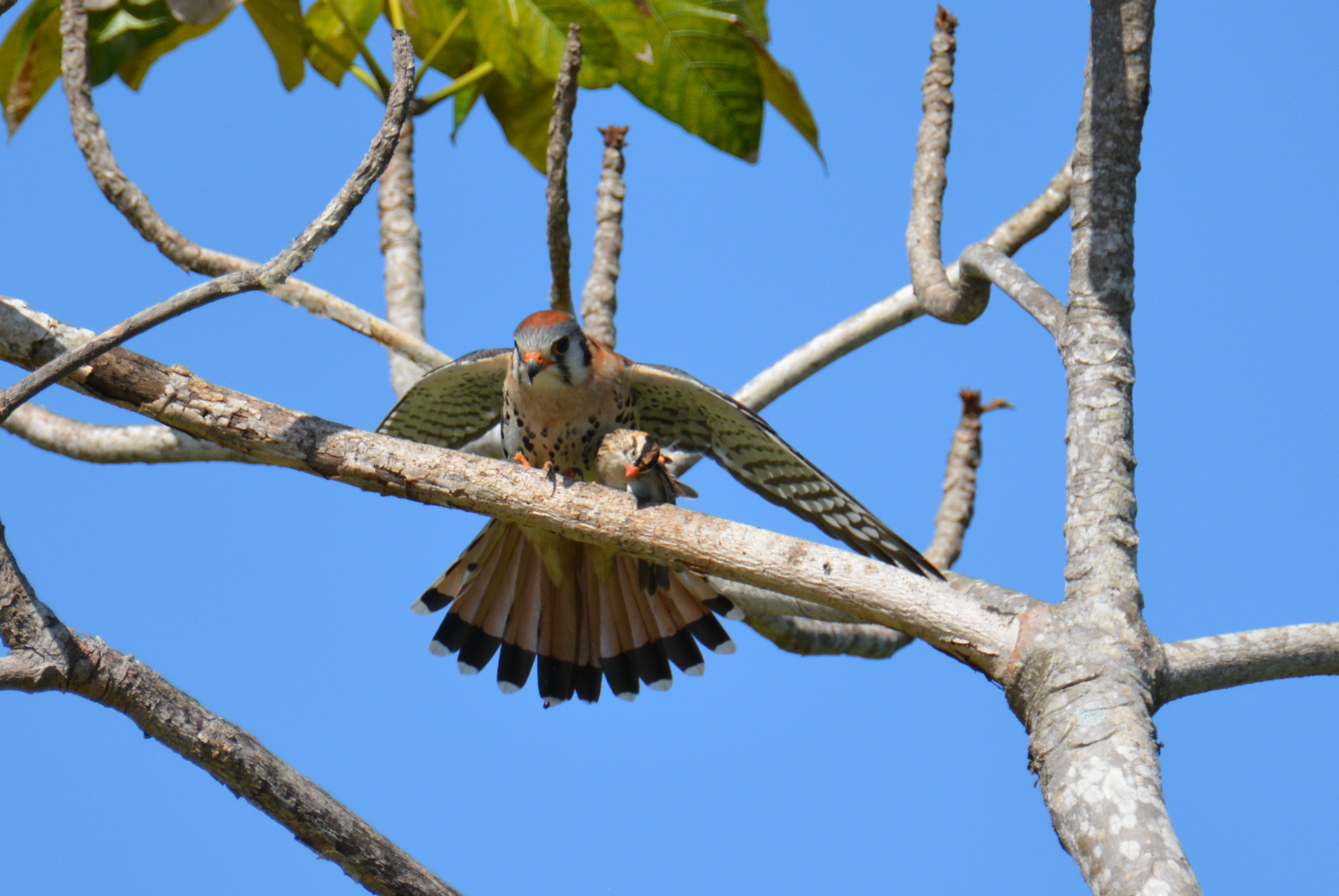 Falcón Común en Isabela | Falcón Común