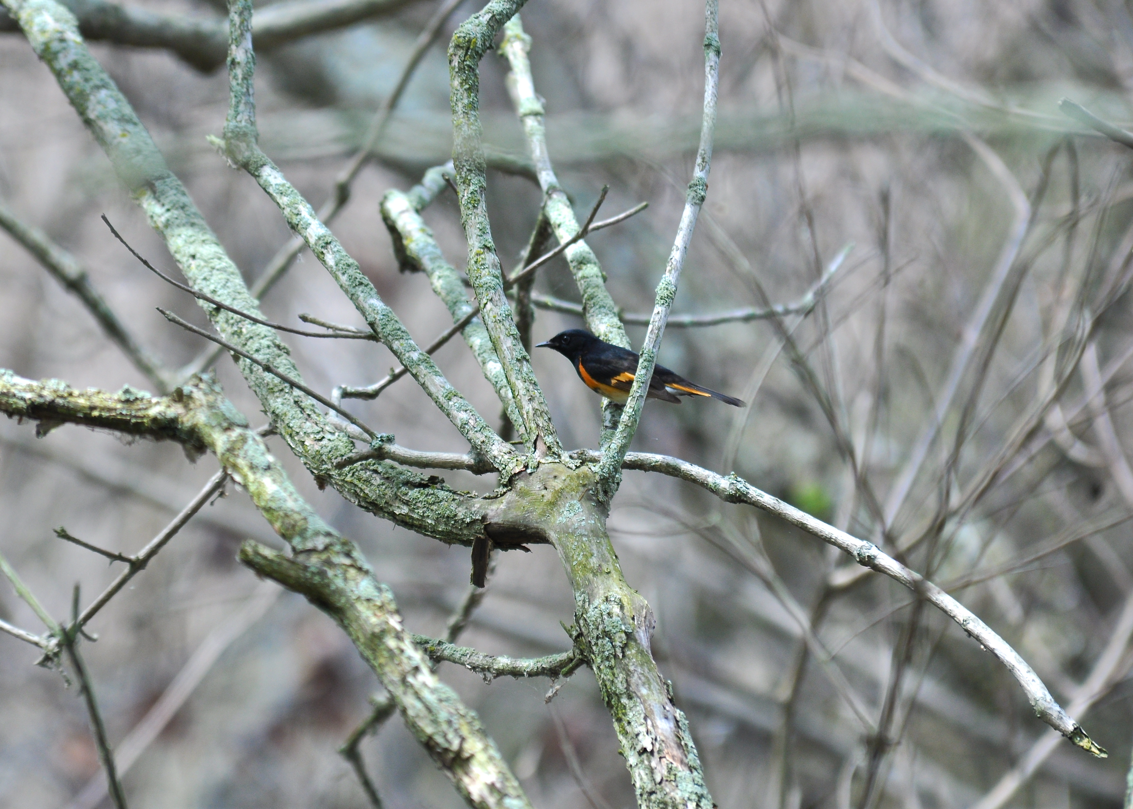 ohio 5/2013 | Candelita