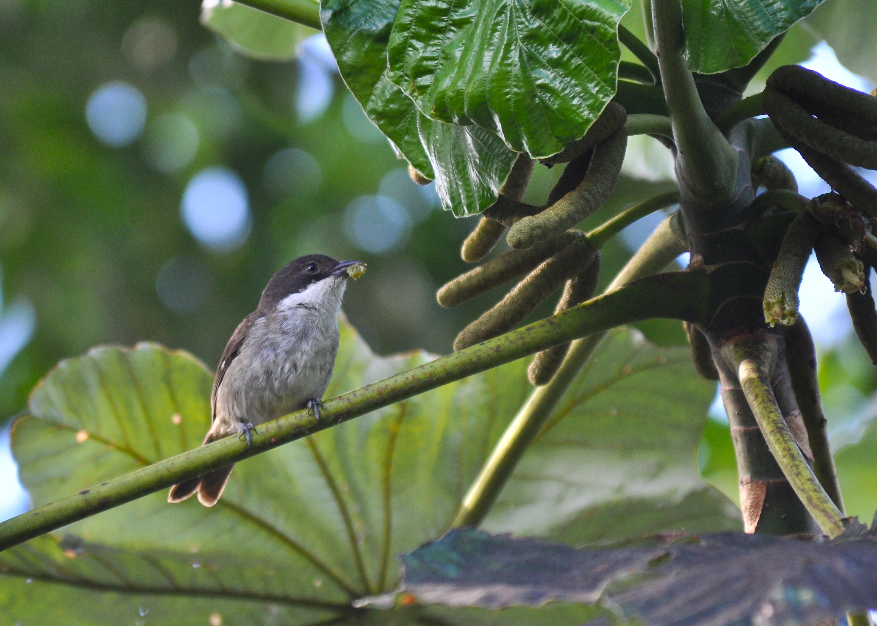 EL YUNQUE /LADO SUR FEB 2013 | Llorosa