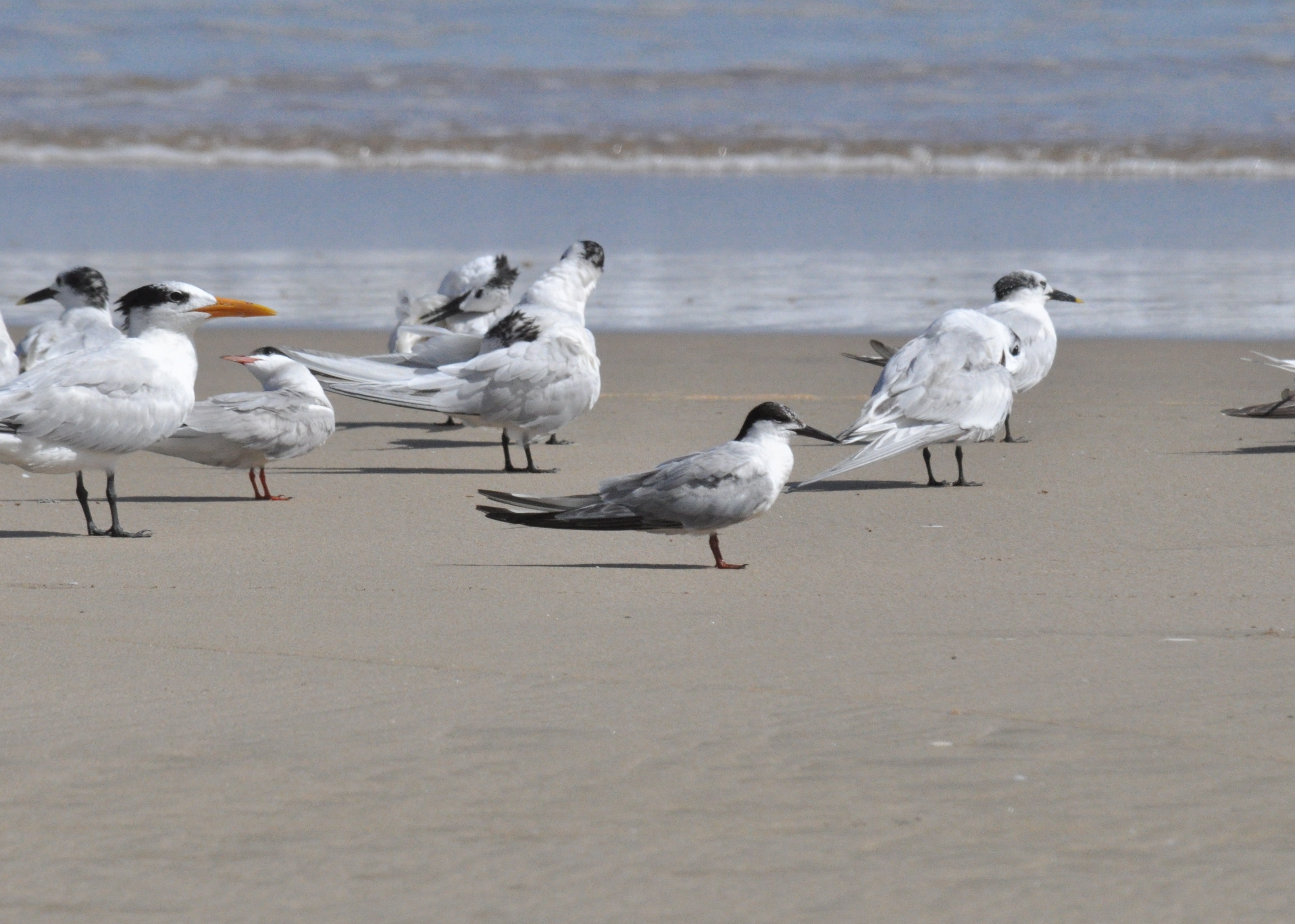 DESEMBOCADURA RIO CAMUY SEP 2012 | Charrán Común