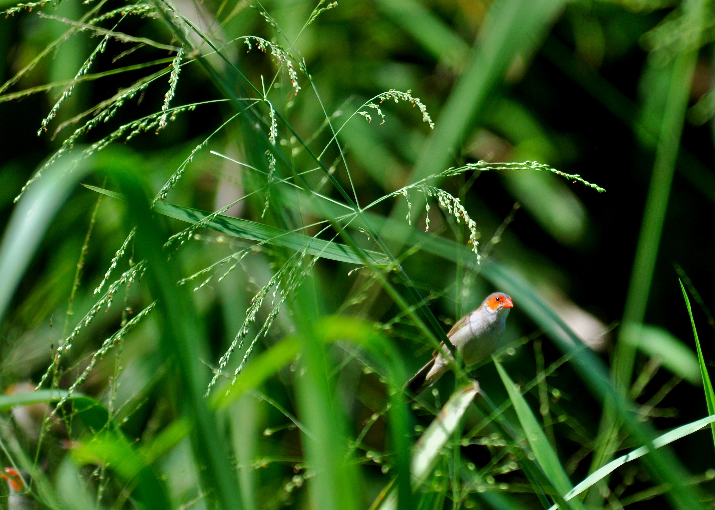 LAGUNA CARTAGENA NOV 2012 | Veterano