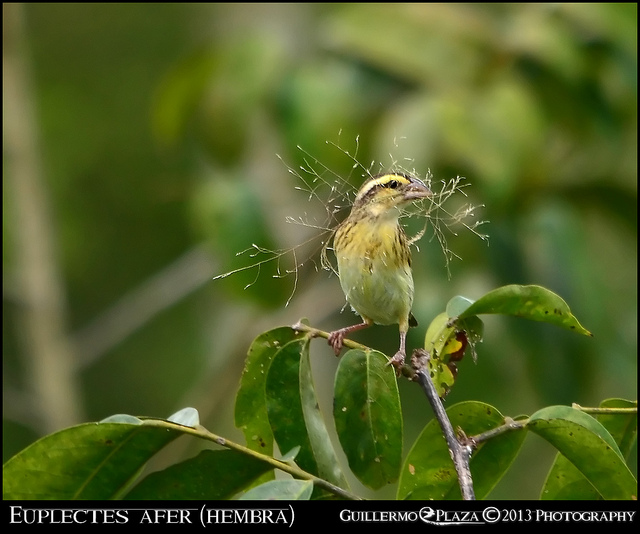Napoleon Hembra haciendo nido | Napoleón Tejedor