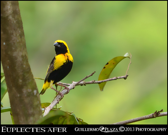 Foto tomada en Canovanas | Napoleón Tejedor