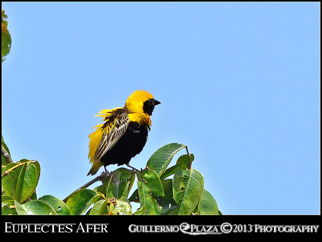 Foto tomada en Canovanas | Napoleón Tejedor