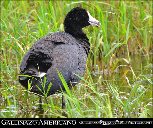 Reserva de Cabo Rojo | Gallinazo Americano