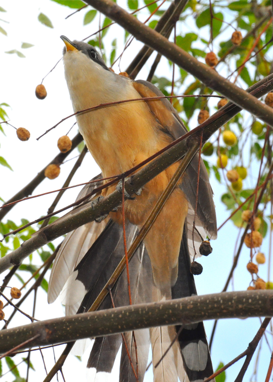 HATILLO | Pájaro Bobo Menor