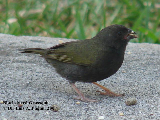 Black-faced Grassquit (male) | Gorrión Negro