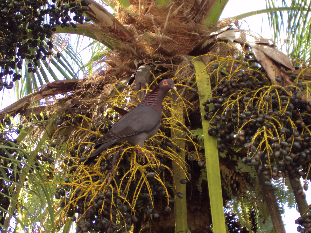 Paloma turca en su palma favorita | Paloma Turca
