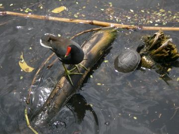 Luis Negrón, Parque Lineal Enrique Martí Coll | Gallareta Común