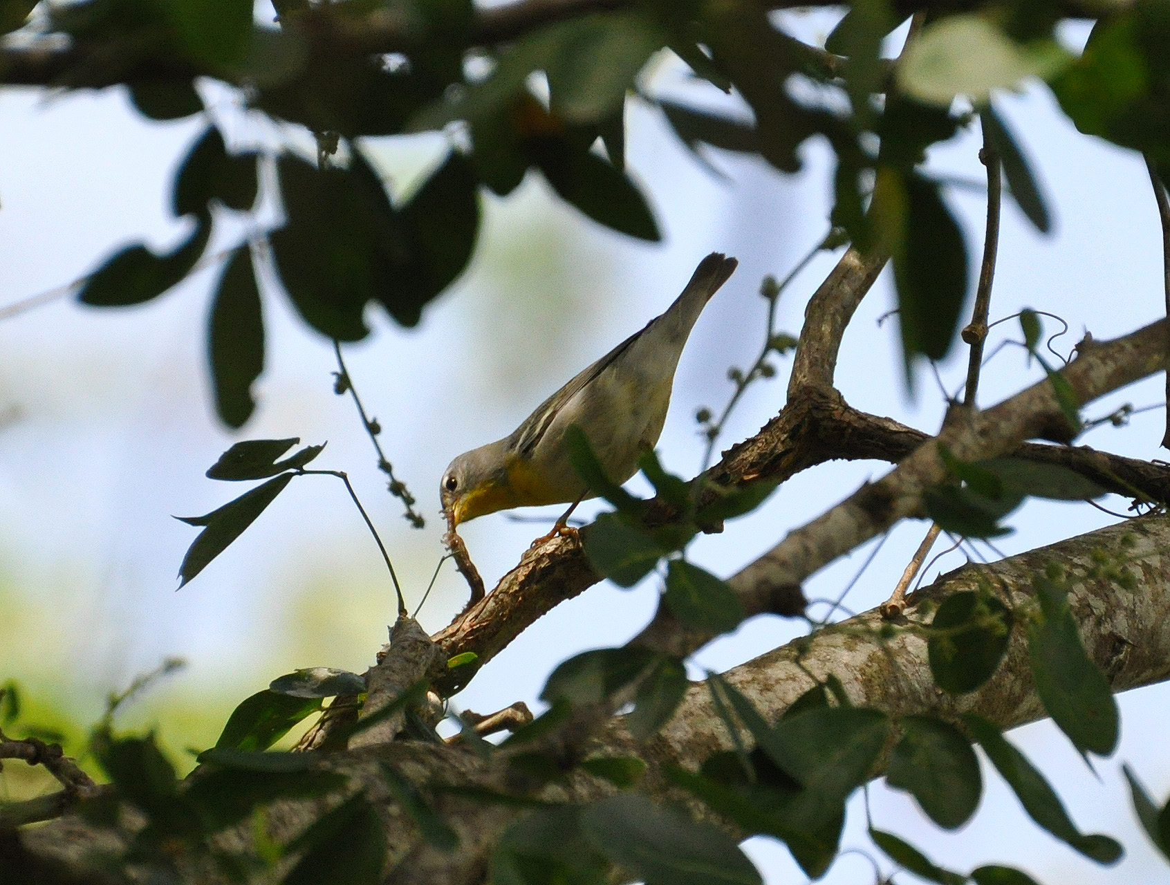 Reinita Alimentandose | Reinita Pechidorada