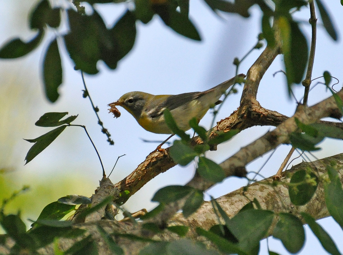 Reinita comiendose un gusanito | Reinita Pechidorada