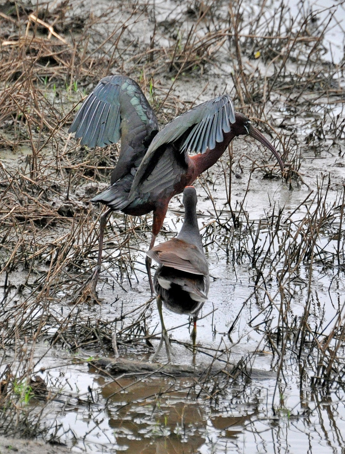 Gallareta con Ibis Lustroso | Gallareta Común