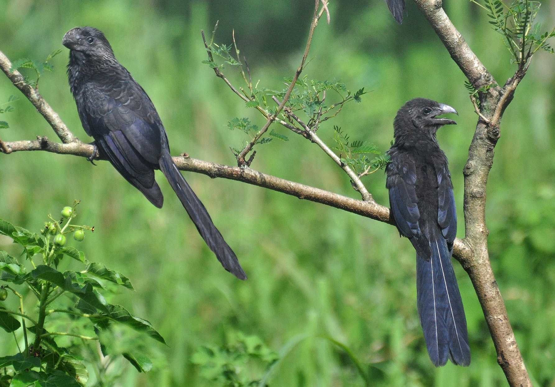 JUVENIL (DERECHA) AUN SIN LA QUILLA EN EL PICO | Garrapatero