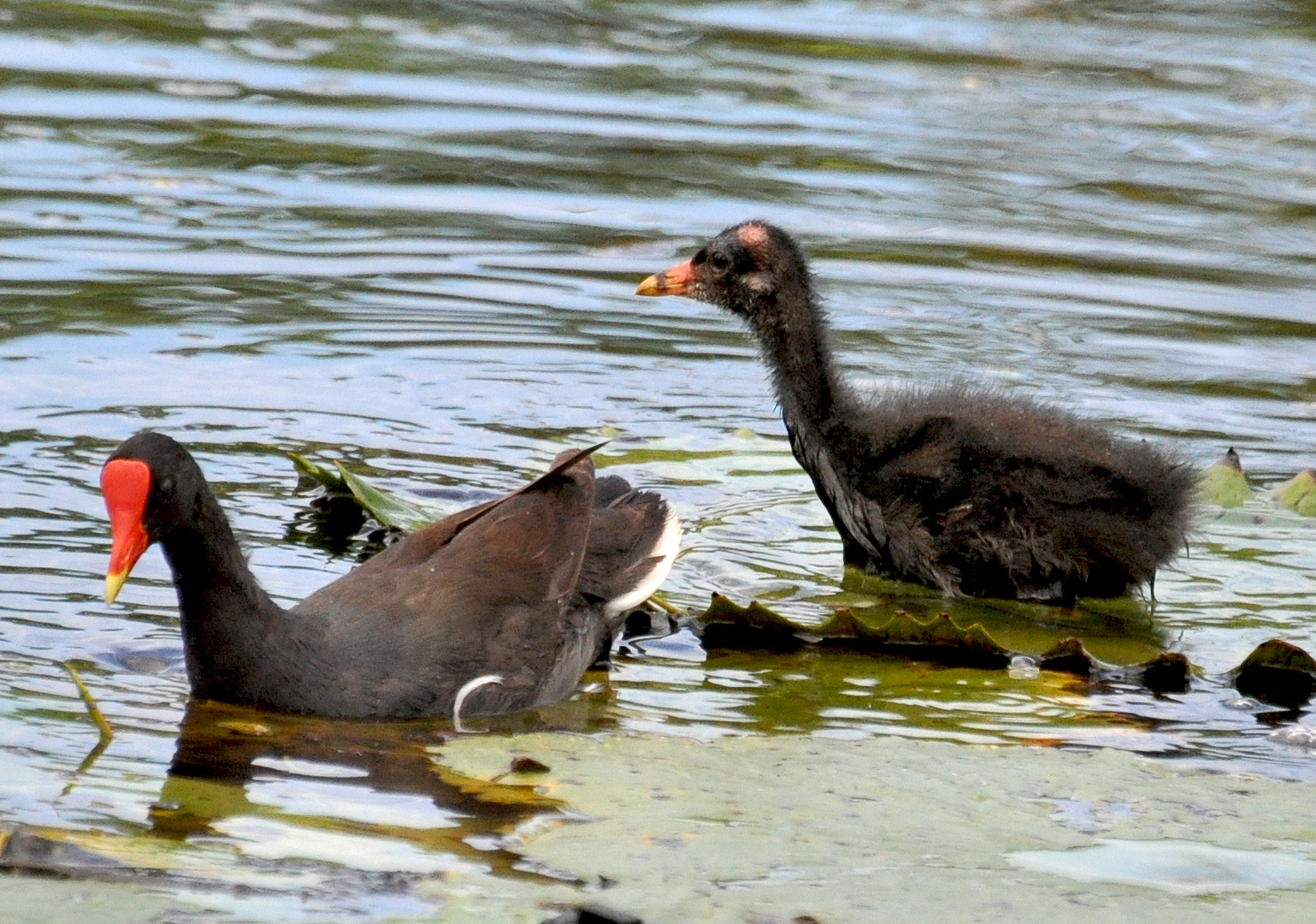 Gallareta con su cria. Caño Arecibo | Gallareta Común