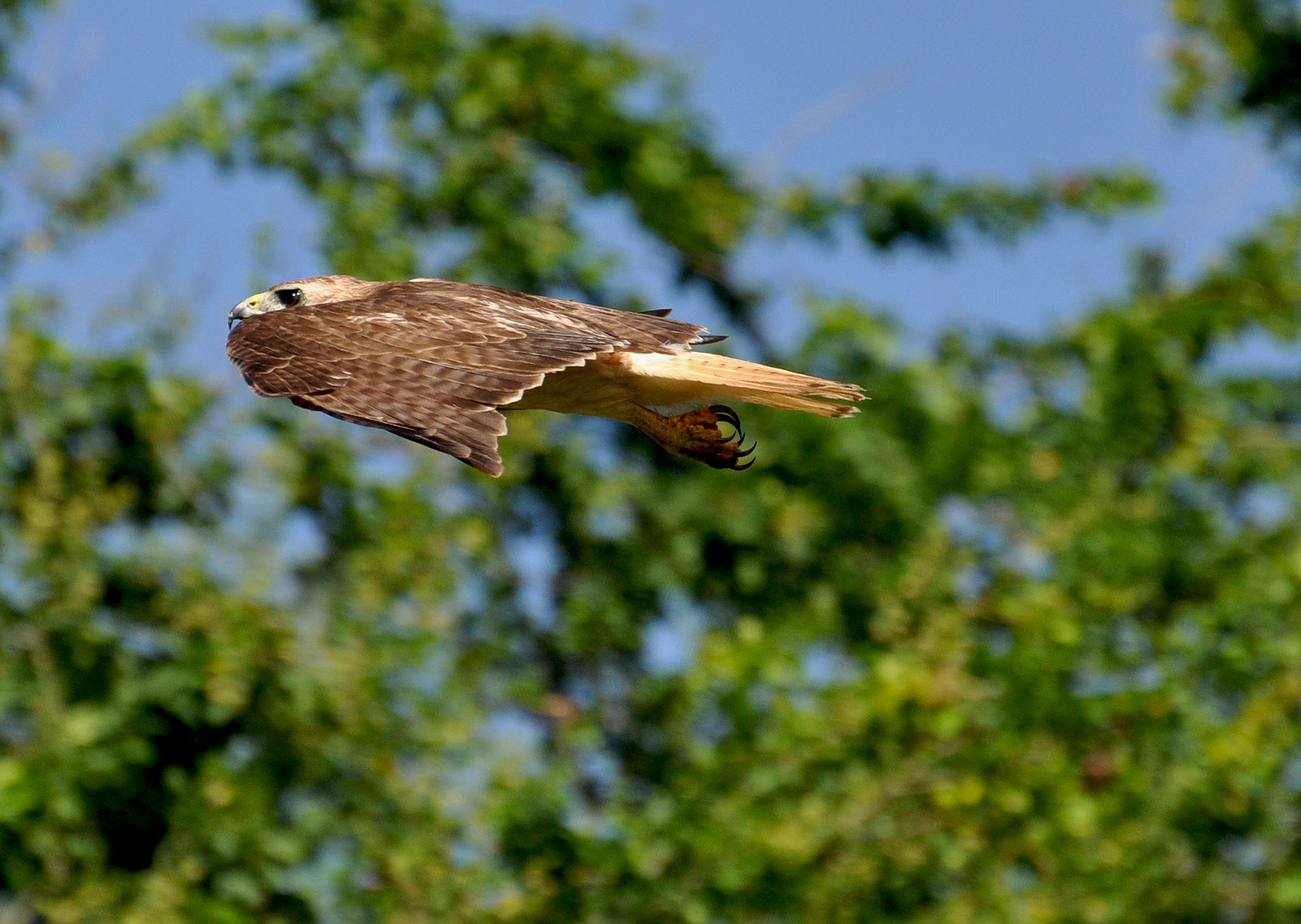 JUVENIL VOLANDO | Guaraguao Colirrojo
