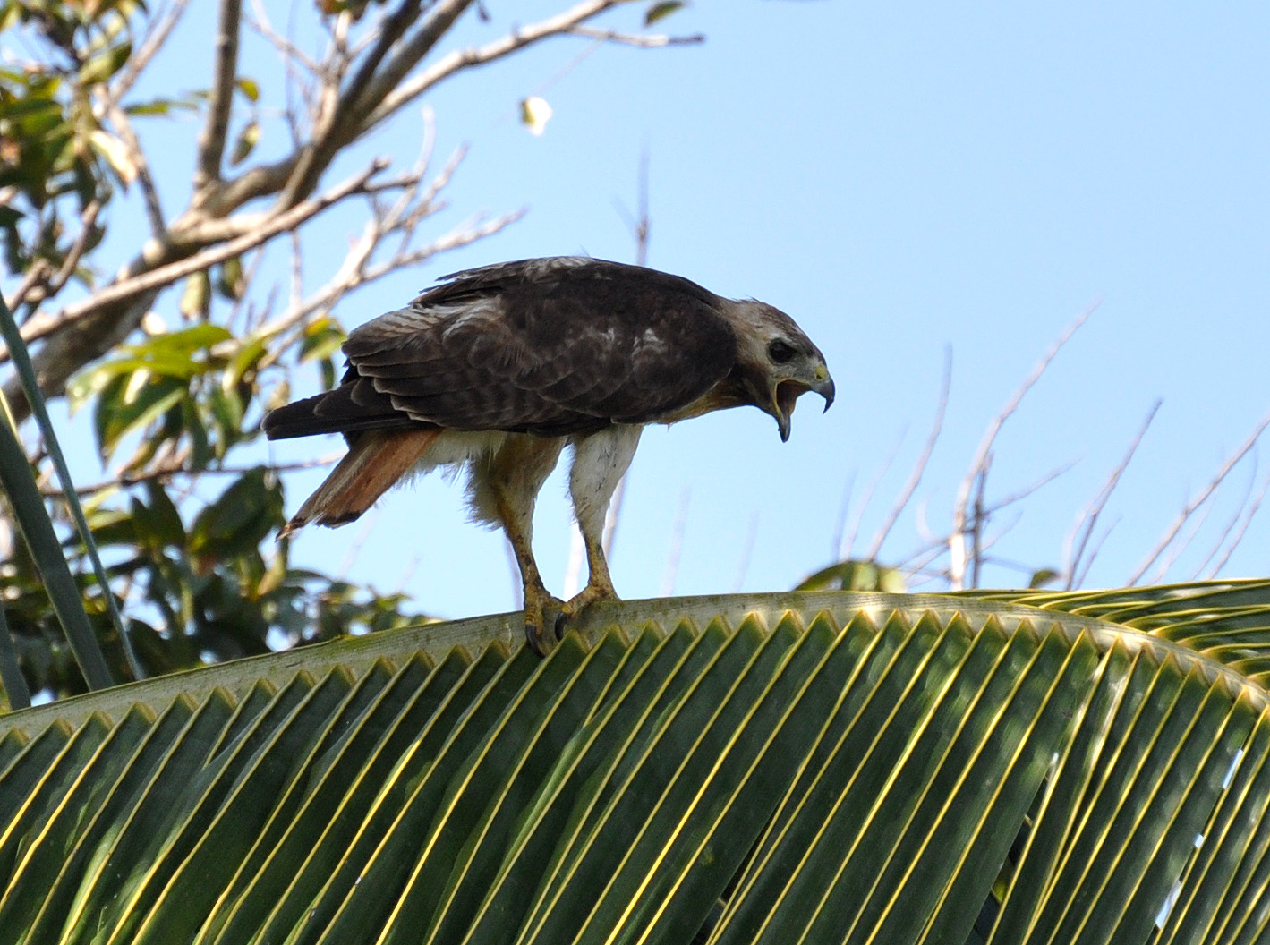 JUVENIL AUYENTANDO RUISEÑORES | Guaraguao Colirrojo