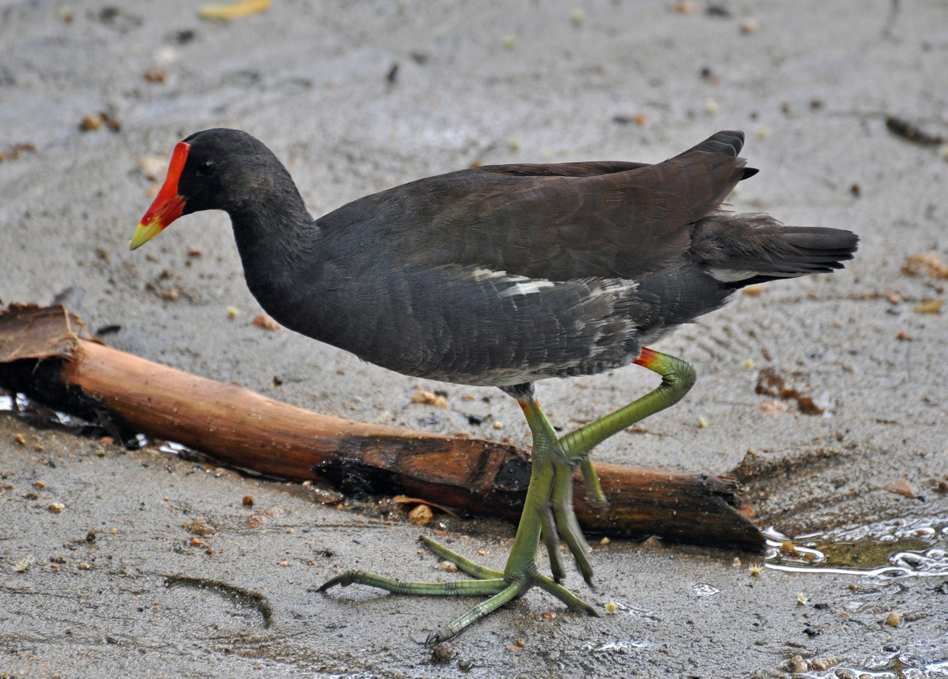Gallareta fuera del agua | Gallareta Común